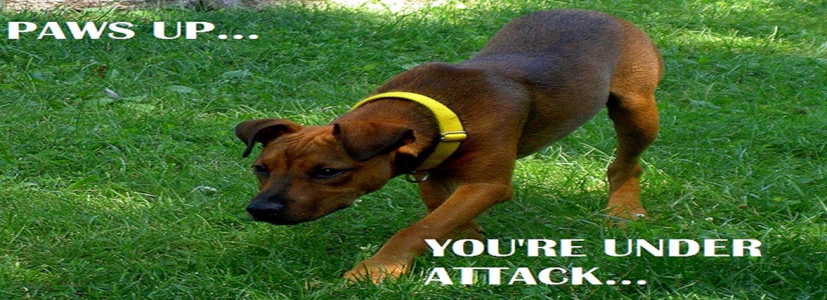 why-do-dogs-attack